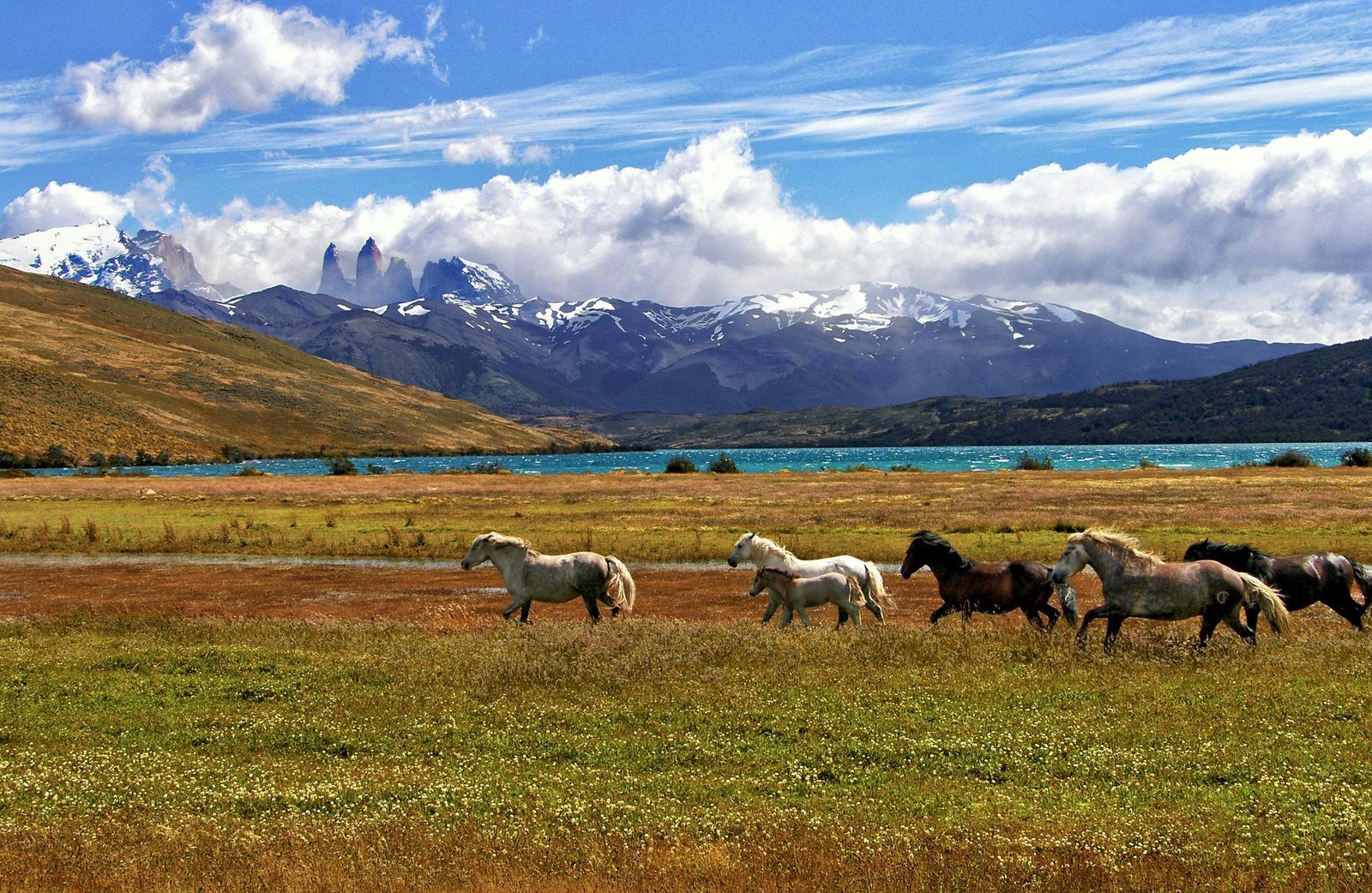 Horses