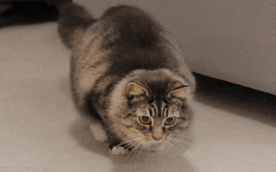 Gif del gatto che si dimena